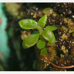 tomentosum x groenlandicum 2