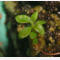 tomentosum x groenlandicum 2
