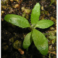 tomentosum x groenlandicum 7