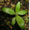tomentosum x groenlandicum 7
