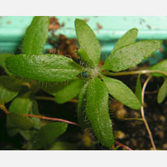 tomentosum x groenlandicum 13