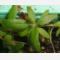 tomentosum x groenlandicum 13