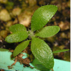 tomentosum x groenlandicum 16