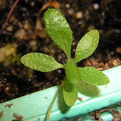 tomentosum x groenlandicum 18