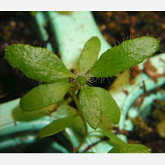 tomentosum x groenlandicum 11