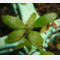 tomentosum x groenlandicum 11