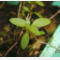 tomentosum x groenlandicum 1