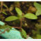 tomentosum x groenlandicum 3