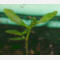 tomentosum x groenlandicum 3