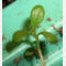 tomentosum x groenlandicum 8