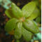tomentosum x hippophaeoides 8