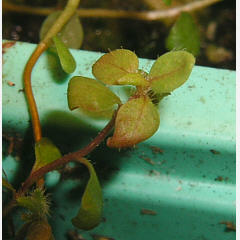 tomentosum x hippophaeoides 15