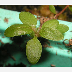 tomentosum x hippophaeoides 4
