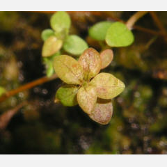 tomentosum x hippophaeoides 11