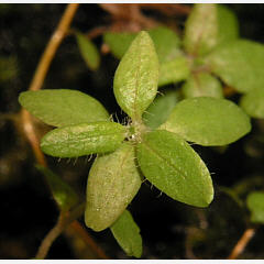 tomentosum x hippophaeoides 9