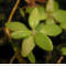 tomentosum x hippophaeoides 9