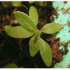 tomentosum x hippophaeoides 13