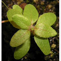 tomentosum x hippophaeoides 12