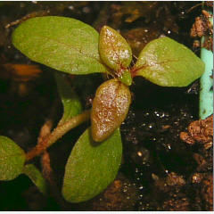 tomentosum x hippophaeoides 5