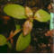 tomentosum x hippophaeoides 5