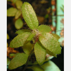 tomentosum x hippophaeoides 17