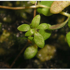 tomentosum x hippophaeoides 6