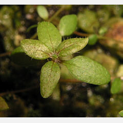 tomentosum x hippophaeoides 14