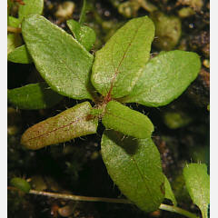 tomentosum x hippophaeoides 10