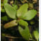 tomentosum x hippophaeoides 10