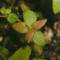 tomentosum x hippophaeoides 18