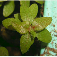 25 weeks old tomentosum x hippopaheoides seed plant
