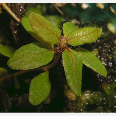 tomentosum x hippophaeoides 7