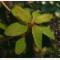 tomentosum x hippophaeoides 7