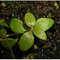 tomentosum x hypoleucum 12