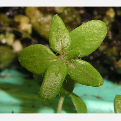 tomentosum x hypoleucum 3