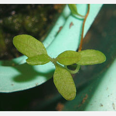 tomentosum x hypoleucum 1