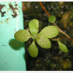 tomentosum x hypoleucum 9