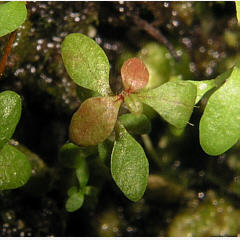 tomentosum x hypoleucum 4