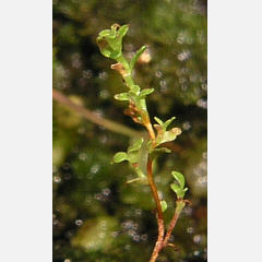 tomentosum x hypoleucum 5