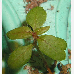 tomentosum x hypoleucum 2