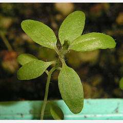 tomentosum x hypoleucum 10