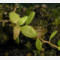 tomentosum x hypoleucum 11