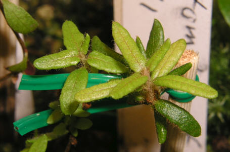tomentosum x concinnum