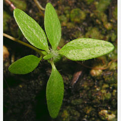 tomentosum x ledebourii 6