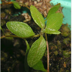 tomentosum x ledebourii 10