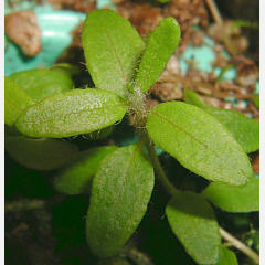 tomentosum x ledebourii 1