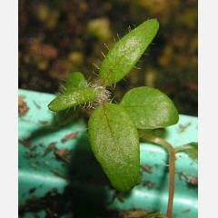 tomentosum x ledebourii 5