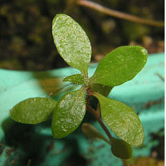 tomentosum x ledebourii 8