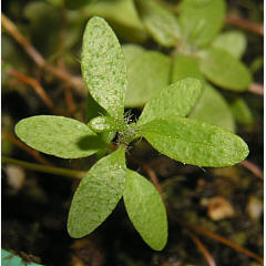 tomentosum x ledebourii 3