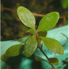 tomentosum x ledebourii 4